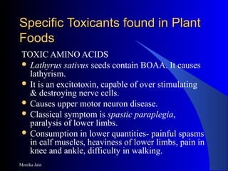 Monika Jain
Specific Toxicants found in PlantSpecific Toxicants found in Plant
FoodsFoods
TOXIC AMINO ACIDS
 Lathyrus sativus seeds contain BOAA. It causes
lathyrism.
 It is an excitotoxin, capable of over stimulating
& destroying nerve cells.
 Causes upper motor neuron disease.
 Classical symptom is spastic paraplegia,
paralysis of lower limbs.
 Consumption in lower quantities- painful spasms
in calf muscles, heaviness of lower limbs, pain in
knee and ankle, difficulty in walking.
 
