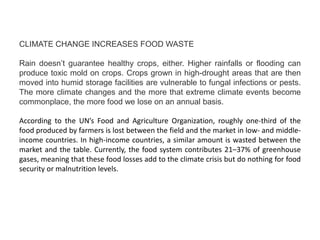 CLIMATE CHANGE INCREASES FOOD WASTE
Rain doesn’t guarantee healthy crops, either. Higher rainfalls or flooding can
produce toxic mold on crops. Crops grown in high-drought areas that are then
moved into humid storage facilities are vulnerable to fungal infections or pests.
The more climate changes and the more that extreme climate events become
commonplace, the more food we lose on an annual basis.
According to the UN’s Food and Agriculture Organization, roughly one-third of the
food produced by farmers is lost between the field and the market in low- and middle-
income countries. In high-income countries, a similar amount is wasted between the
market and the table. Currently, the food system contributes 21–37% of greenhouse
gases, meaning that these food losses add to the climate crisis but do nothing for food
security or malnutrition levels.
 