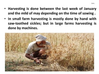 Cont…
• Harvesting is done between the last week of January
and the mild of may depending on the time of sowing .
• In small farm harvesting is mostly done by hand with
saw-toothed sickles; but in large farms harvesting is
done by machines.
 