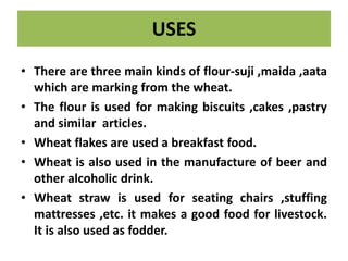 USES
• There are three main kinds of flour-suji ,maida ,aata
which are marking from the wheat.
• The flour is used for making biscuits ,cakes ,pastry
and similar articles.
• Wheat flakes are used a breakfast food.
• Wheat is also used in the manufacture of beer and
other alcoholic drink.
• Wheat straw is used for seating chairs ,stuffing
mattresses ,etc. it makes a good food for livestock.
It is also used as fodder.
 