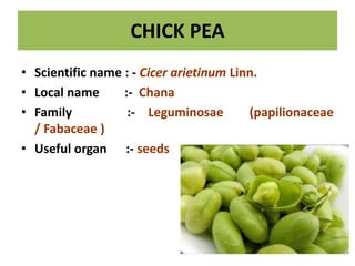 CHICK PEA
• Scientific name : - Cicer arietinum Linn.
• Local name :- Chana
• Family :- Leguminosae (papilionaceae
/ Fabaceae )
• Useful organ :- seeds
 