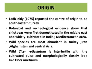 ORIGIN
• Ladizinkly (1975) reported the centre of origin to be
southeastern turkey.
• Botanical and archeological evidence show that
chickpeas were first domesticated in the middle east
and widely cultivated in India ; Mediterranean area.
• Wild species are most abundant in turkey ,Iran
,Afghanistan and central Asia.
• Wild Cicer reticulatum is interfertile with the
cultivated pulse and morphologically closely look
like Cicer arietinum .
 