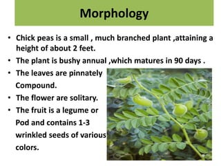 Morphology
• Chick peas is a small , much branched plant ,attaining a
height of about 2 feet.
• The plant is bushy annual ,which matures in 90 days .
• The leaves are pinnately
Compound.
• The flower are solitary.
• The fruit is a legume or
Pod and contains 1-3
wrinkled seeds of various
colors.
 