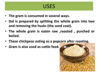 USES
• The gram is consumed in several ways.
• Dal is prepared by splitting the whole grain into two
and removing the husks (the seed coat).
• The whole grain is eaten raw ,roasted , purched or
boiled.
• These chickpeas eating as a popcorn after roasting.
• Gram is also used as cattle feed.
 