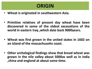 ORIGIN
• Wheat is originated in southwestern Asia.
• Primitive relatives of present day wheat have been
discovered in some of the oldest excavations of the
world in eastern Iraq ,which date back 9000years.
• Wheat was first grown in the united states in 1602 on
an island of the massachusetts coast.
• Other archelogical findings show that bread wheat was
grown in the nile valley about 5000as well as in india
,china and england at about same time.
 