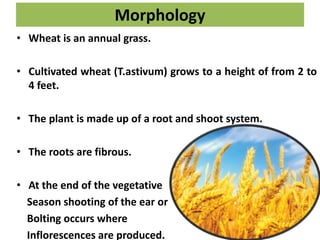 Morphology
• Wheat is an annual grass.
• Cultivated wheat (T.astivum) grows to a height of from 2 to
4 feet.
• The plant is made up of a root and shoot system.
• The roots are fibrous.
• At the end of the vegetative
Season shooting of the ear or
Bolting occurs where
Inflorescences are produced.
 