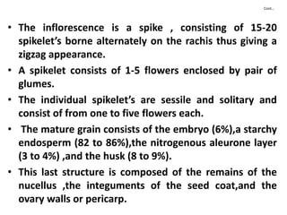Cont…
• The inflorescence is a spike , consisting of 15-20
spikelet’s borne alternately on the rachis thus giving a
zigzag appearance.
• A spikelet consists of 1-5 flowers enclosed by pair of
glumes.
• The individual spikelet’s are sessile and solitary and
consist of from one to five flowers each.
• The mature grain consists of the embryo (6%),a starchy
endosperm (82 to 86%),the nitrogenous aleurone layer
(3 to 4%) ,and the husk (8 to 9%).
• This last structure is composed of the remains of the
nucellus ,the integuments of the seed coat,and the
ovary walls or pericarp.
 