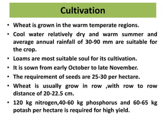 Cultivation
• Wheat is grown in the warm temperate regions.
• Cool water relatively dry and warm summer and
average annual rainfall of 30-90 mm are suitable for
the crop.
• Loams are most suitable soul for its cultivation.
• It is sown from early October to late November.
• The requirement of seeds are 25-30 per hectare.
• Wheat is usually grow in row ,with row to row
distance of 20-22.5 cm.
• 120 kg nitrogen,40-60 kg phosphorus and 60-65 kg
potash per hectare is required for high yield.
 