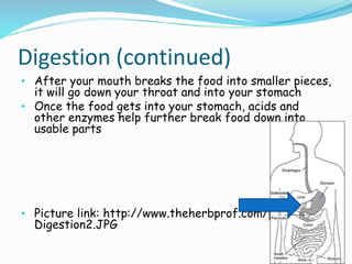 Digestion (continued)
• After your mouth breaks the food into smaller pieces,
it will go down your throat and into your stomach
• Once the food gets into your stomach, acids and
other enzymes help further break food down into
usable parts
• Picture link: http://www.theherbprof.com/pic
Digestion2.JPG
 