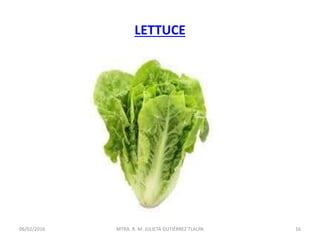 LETTUCE
06/02/2016 16MTRA. R. M. JULIETA GUTIÉRREZ TLALPA
 