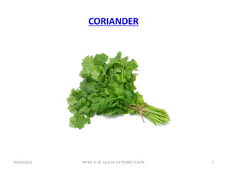 CORIANDER
06/02/2016 7MTRA. R. M. JULIETA GUTIÉRREZ TLALPA
 