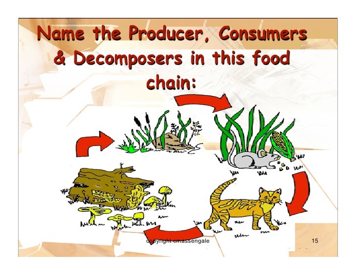 Food Energy Through Ecosystems