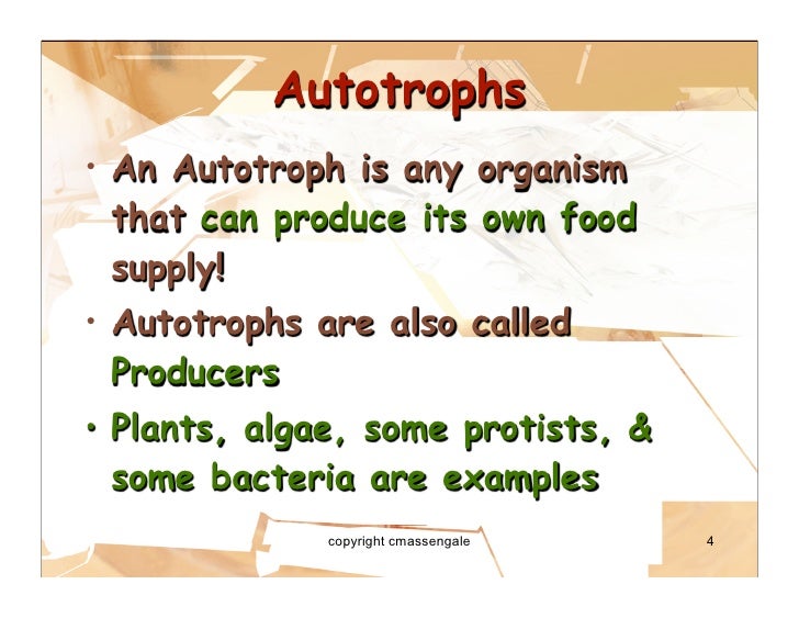Any Organism That Can Make Its Own Food From Sunlight Any Organism That Can Make Its Own Food From Sunlight