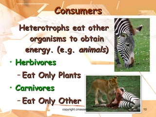 Consumers Heterotrophs eat other organisms to obtain energy. (e.g.  animals ) Herbivores Eat Only Plants Carnivores Eat Only Other Animals copyright cmassengale 