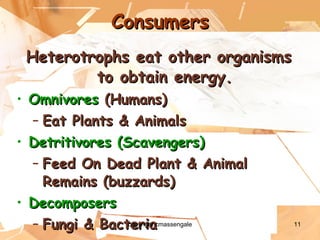 Consumers Heterotrophs eat other organisms to obtain energy. Omnivores  (Humans) Eat Plants & Animals Detritivores (Scavengers) Feed On Dead Plant & Animal Remains (buzzards) Decomposers Fungi & Bacteria copyright cmassengale 