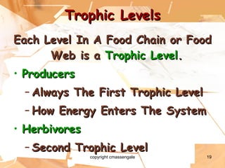 Trophic Levels Each Level In A Food Chain or Food Web is a  Trophic Level . Producers Always The First Trophic Level How Energy Enters The System Herbivores Second Trophic Level copyright cmassengale 