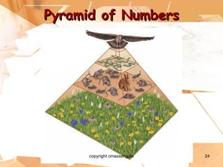 Pyramid of Numbers copyright cmassengale 