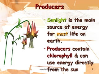 Producers Sunlight  is the main source of energy for  most  life on earth. Producers  contain  chlorophyll  & can use energy directly from the sun copyright cmassengale 