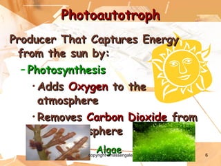 Photoautotroph Producer That Captures Energy from the sun by: Photosynthesis Adds  Oxygen  to the atmosphere Removes  Carbon Dioxide  from the Atmosphere Algae copyright cmassengale 