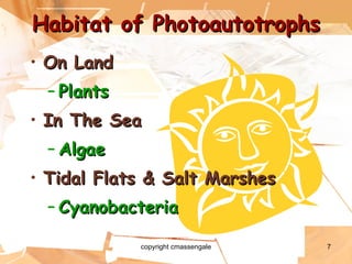On Land Plants In The Sea Algae Tidal Flats & Salt Marshes Cyanobacteria Habitat of Photoautotrophs copyright cmassengale 