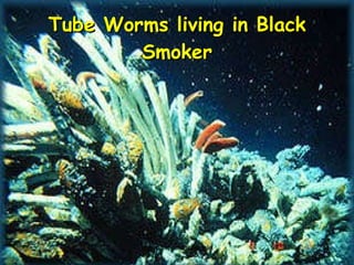 Tube Worms living in Black Smoker copyright cmassengale 