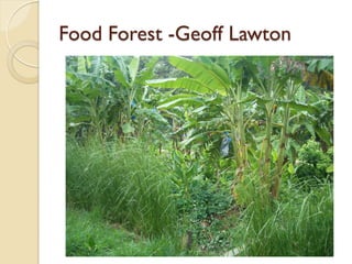Food Forest -Geoff Lawton
 