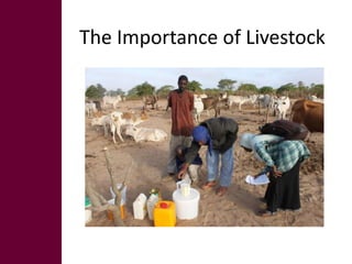 Safeguarding livestock genetic diversity