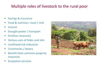 Safeguarding livestock genetic diversity