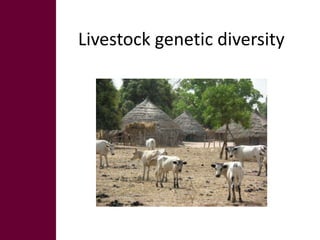 Safeguarding livestock genetic diversity