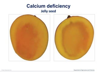 Food for Fruit – Nutrition management in mangoes | PDF