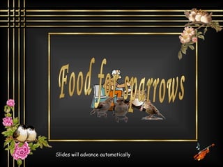 Slides will advance automatically Food for sparrows 