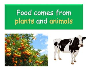 Food from plants and animals
