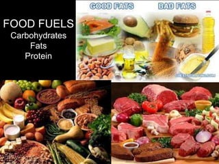 FOOD FUELS
Carbohydrates
Fats
Protein
 