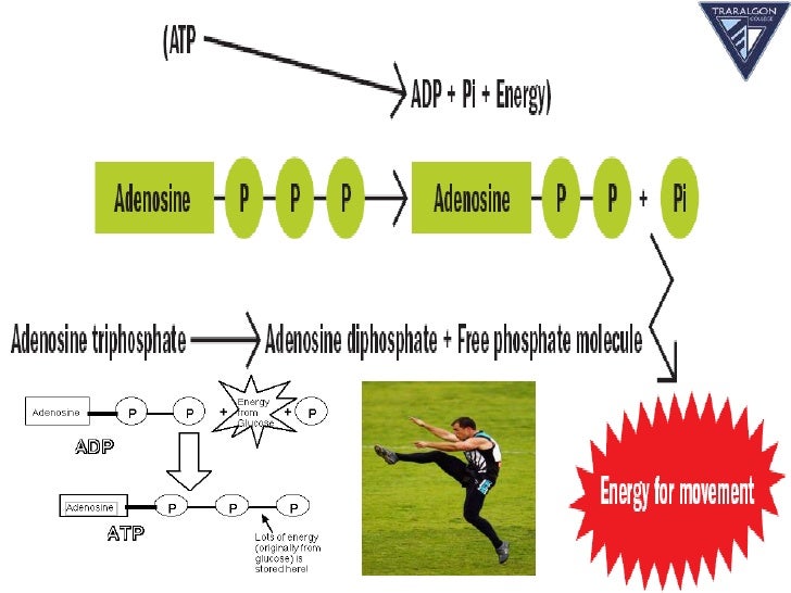 Food fuels and the three energy systems