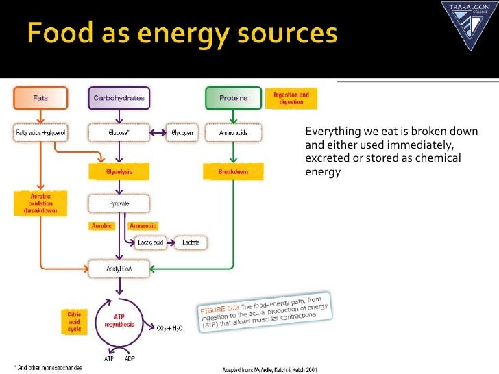 we of eat that examples carbohydrates Food fuels energy the systems and three we of eat that examples carbohydrates Food fuels energy the systems and three