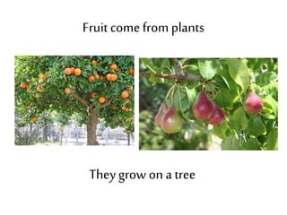 Fruit come from plants 
They grow on a tree 
 