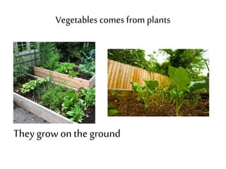 Vegetables comes from plants 
They grow on the ground 
 