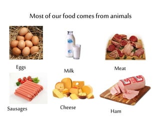 Most of our food comes from animals 
Eggs Meat 
Milk 
Sausages Cheese 
Ham 
 