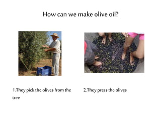 How can we make olive oil? 
1.They pick the olives from the 
tree 
2.They press the olives 
 