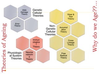 TheoriesofAgeing
DNA
Damage
Theory
Error
Theory
Genetic
Cellular
Theories
Wear &
Tear
Theory
Accumul
ation
Theory
Cross
Linkage
Theory
Free
Radical
Theory
Non-
Genetic
Cellular
Theories
Immun
ologica
l
Theory
Neuroe
ndocrin
e
Theory
Physiologic
al System
Theories
WhydoweAge??...
 