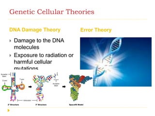 Genetic Cellular Theories
DNA Damage Theory Error Theory
 Damage to the DNA
molecules
 Exposure to radiation or
harmful cellular
mutations
 Errors in RNA
transmission
 RNA molecules are
relatively unstable and
formed continuously
 