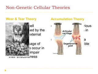 Non-Genetic Cellular Theories
Wear & Tear Theory Accumulation Theory
 Progressive cell
damage caused by the
internal and external
environment
 With the passage of
time, changes occur in
the cells that impair
their effectiveness
 Accumulation of various
harmful substances in
the cells
 Older cells contain a
dark colored, insoluble
substance called
“Lipofuscin”
 