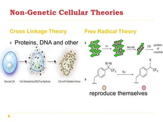 Non-Genetic Cellular Theories
Cross Linkage Theory Free Radical Theory
 Proteins, DNA and other
structural molecules
develop cross-links to
one another
 Inhibits the activity of
the enzymes
 Free radicals attack the
structure of our cell
membranes, creating
metabolic waste
products
 Interfere with the cells
ability to repair and
reproduce themselves
 