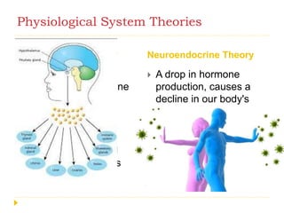 Physiological System Theories
Immunological Theory Neuroendocrine Theory
 Defines ageing as a
disease of the immune
system
 The body loses its
ability to distinguish
between foreign
agents/antigens and
necessary body cells
 A drop in hormone
production, causes a
decline in our body's
ability to repair and
regulate itself
 