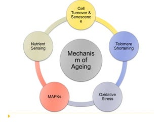 Mechanis
m of
Ageing
Cell
Turnover &
Senescenc
e
Telomere
Shortening
Oxidative
Stress
MAPKs
Nutrient
Sensing
 
