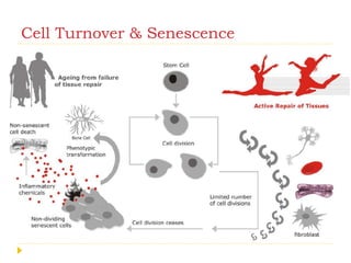 Cell Turnover & Senescence
 
