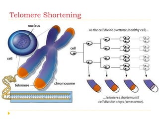 Telomere Shortening
 