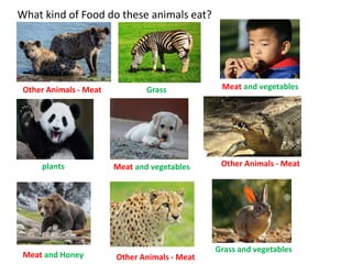 Food habits of animals
