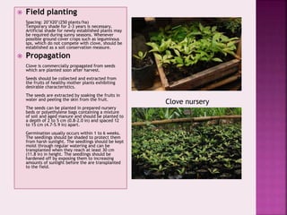 Food havest manangement and processing of Cloves..