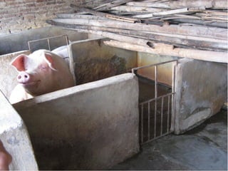 Risk based prioritisation of food hazards